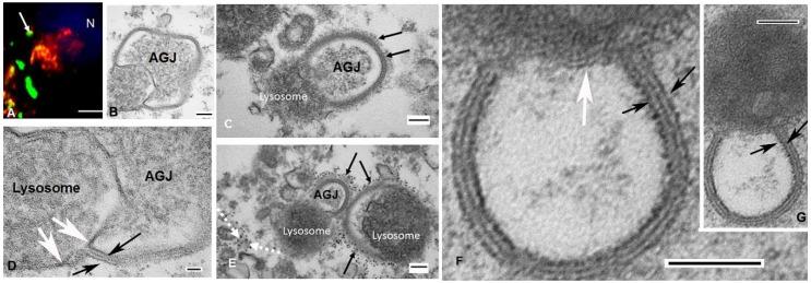 https://cdn.ncbi.nlm.nih.gov/pmc/blobs/e404/6337258/7fb53b3ee3e4/ijms-20-00044-g003.jpg