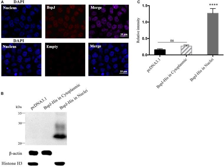 https://cdn.ncbi.nlm.nih.gov/pmc/blobs/e404/7688787/20dd8768f9e7/fmicb-11-599205-g001.jpg