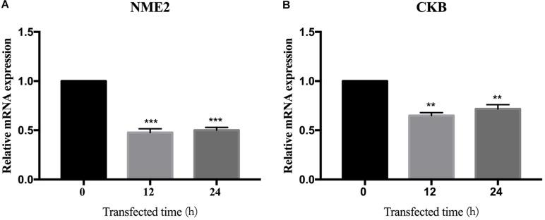 https://cdn.ncbi.nlm.nih.gov/pmc/blobs/e404/7688787/c9d743be1ed5/fmicb-11-599205-g007.jpg