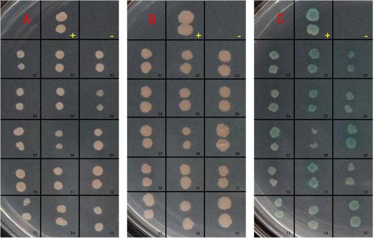 https://cdn.ncbi.nlm.nih.gov/pmc/blobs/e404/7688787/d1c7bce79d68/fmicb-11-599205-g002.jpg
