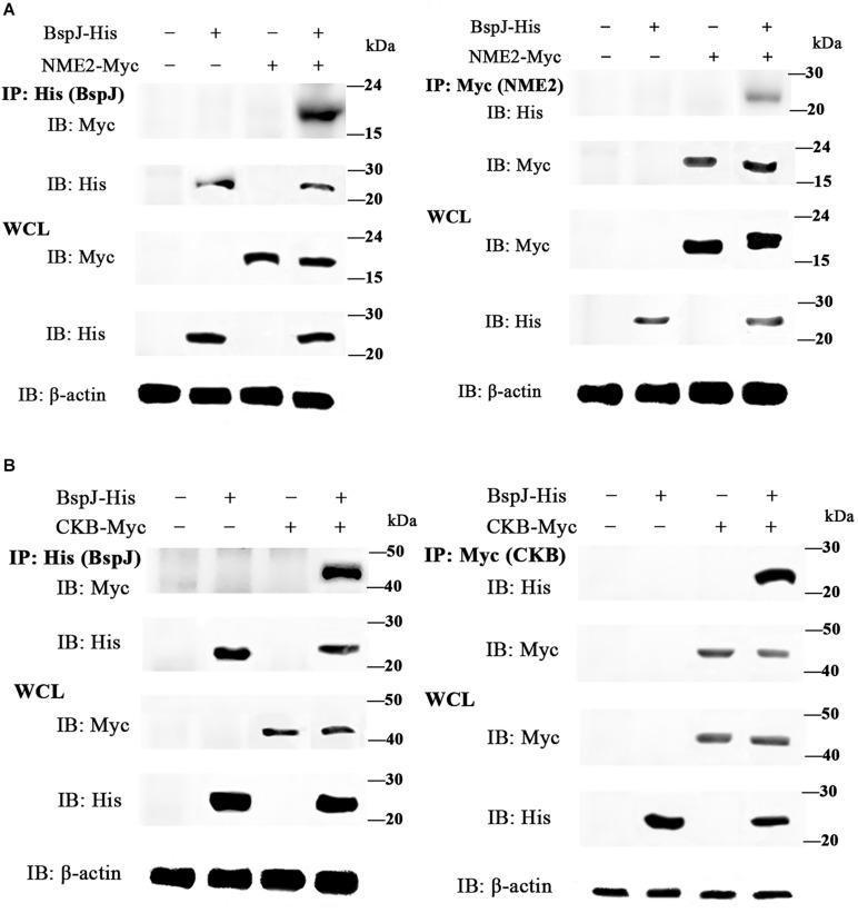 https://cdn.ncbi.nlm.nih.gov/pmc/blobs/e404/7688787/eeab41eb30e0/fmicb-11-599205-g003.jpg