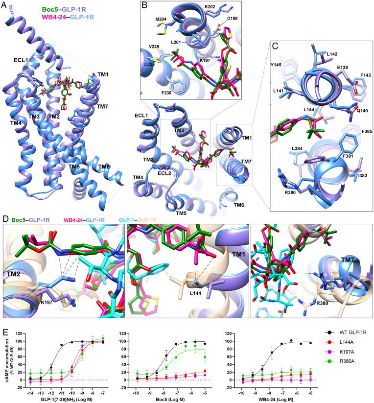 https://cdn.ncbi.nlm.nih.gov/pmc/blobs/e404/9171782/a94e310ec446/pnas.2200155119fig03.jpg