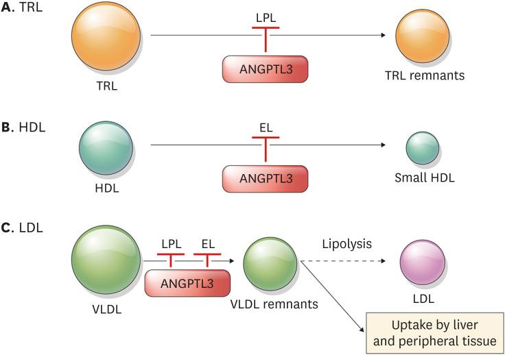 https://cdn.ncbi.nlm.nih.gov/pmc/blobs/e407/9884553/e0f468878c43/jla-12-23-g003.jpg