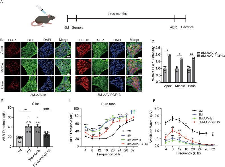https://cdn.ncbi.nlm.nih.gov/pmc/blobs/e408/12228769/1a82e3eff645/41420_2025_2607_Fig3_HTML.jpg