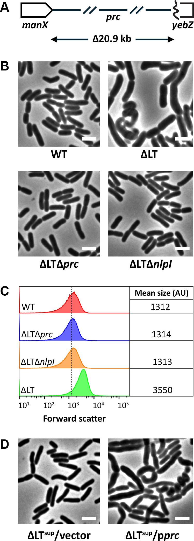 https://cdn.ncbi.nlm.nih.gov/pmc/blobs/e408/12288456/490cfa9d74bf/jb.00068-25.f002.jpg
