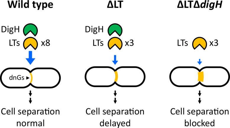 https://cdn.ncbi.nlm.nih.gov/pmc/blobs/e408/12288456/9e56b445c7fd/jb.00068-25.f006.jpg