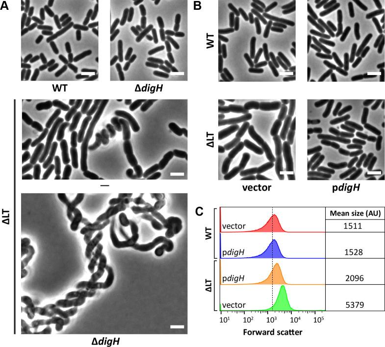 https://cdn.ncbi.nlm.nih.gov/pmc/blobs/e408/12288456/c8af4476c027/jb.00068-25.f004.jpg