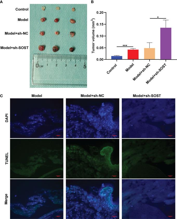 https://cdn.ncbi.nlm.nih.gov/pmc/blobs/e40a/9248439/03e7f863f10f/fonc-12-898047-g006.jpg