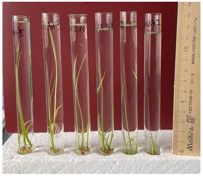 https://cdn.ncbi.nlm.nih.gov/pmc/blobs/e40b/10649650/47979e74621b/plants-12-03681-g002.jpg