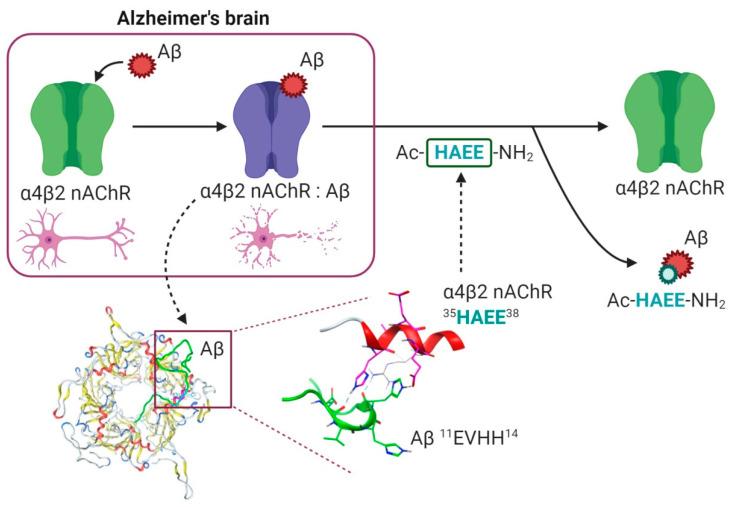 https://cdn.ncbi.nlm.nih.gov/pmc/blobs/e40b/7504039/57e26c10f77e/ijms-21-06272-g006.jpg