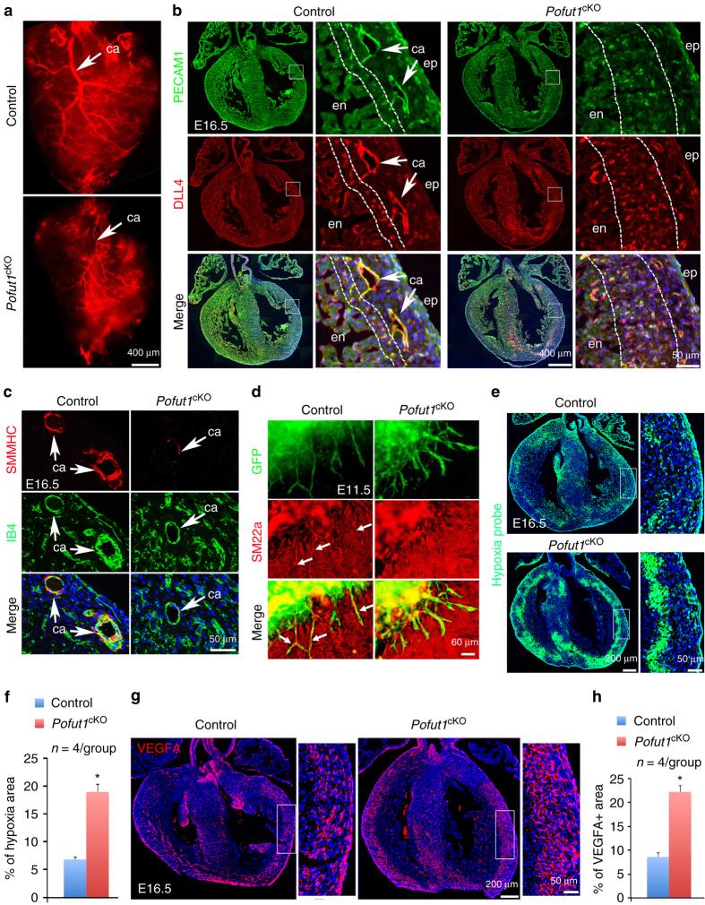 https://cdn.ncbi.nlm.nih.gov/pmc/blobs/e40f/5603578/559c397256f8/41467_2017_654_Fig2_HTML.jpg