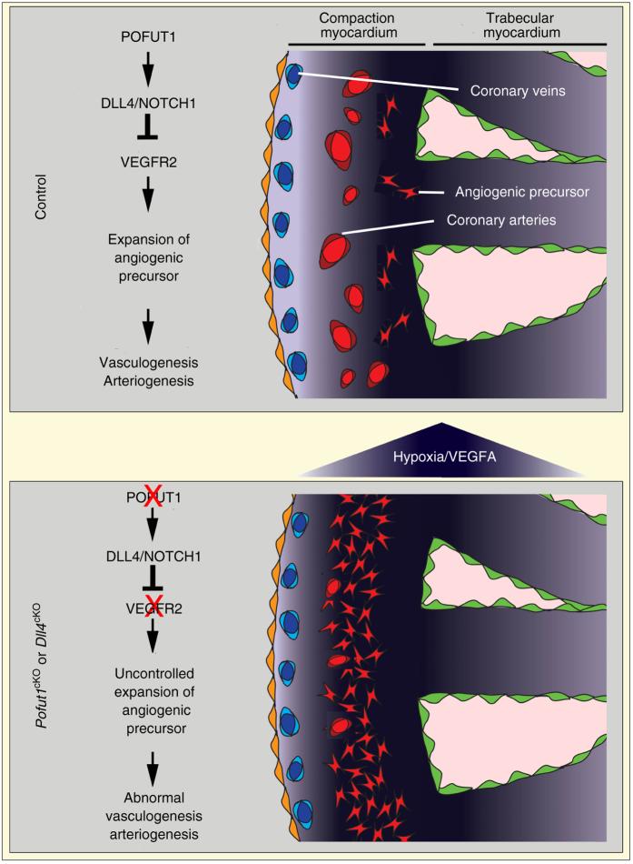 https://cdn.ncbi.nlm.nih.gov/pmc/blobs/e40f/5603578/cb297371ceca/41467_2017_654_Fig7_HTML.jpg