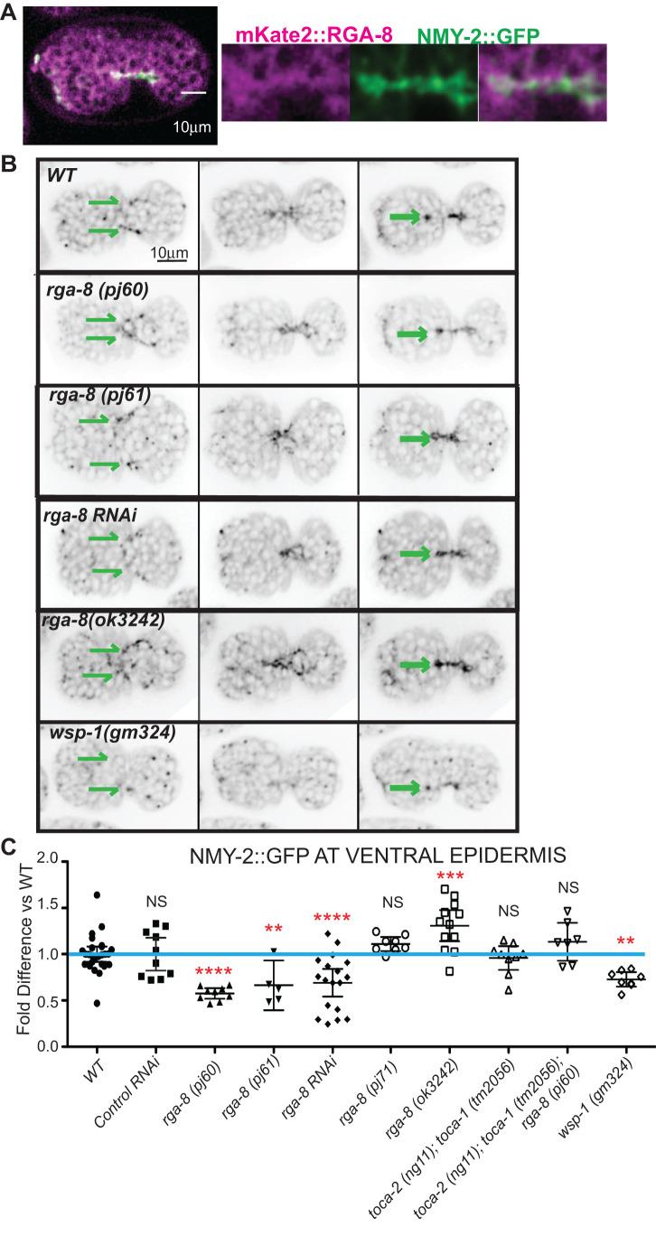 https://cdn.ncbi.nlm.nih.gov/pmc/blobs/e410/7710025/31b2b59426a7/biolopen-9-056911-g5.jpg