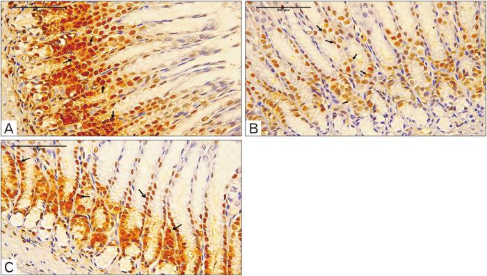 https://cdn.ncbi.nlm.nih.gov/pmc/blobs/e41a/10968197/27da0c720ff9/acb-57-1-105-f5.jpg
