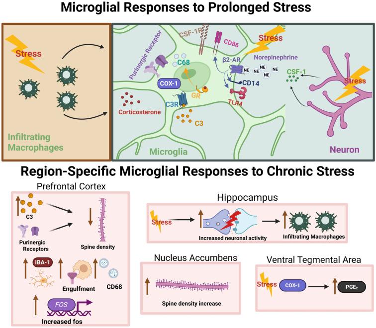 https://cdn.ncbi.nlm.nih.gov/pmc/blobs/e423/12249056/588b4577d3c2/cells-14-01014-g001.jpg