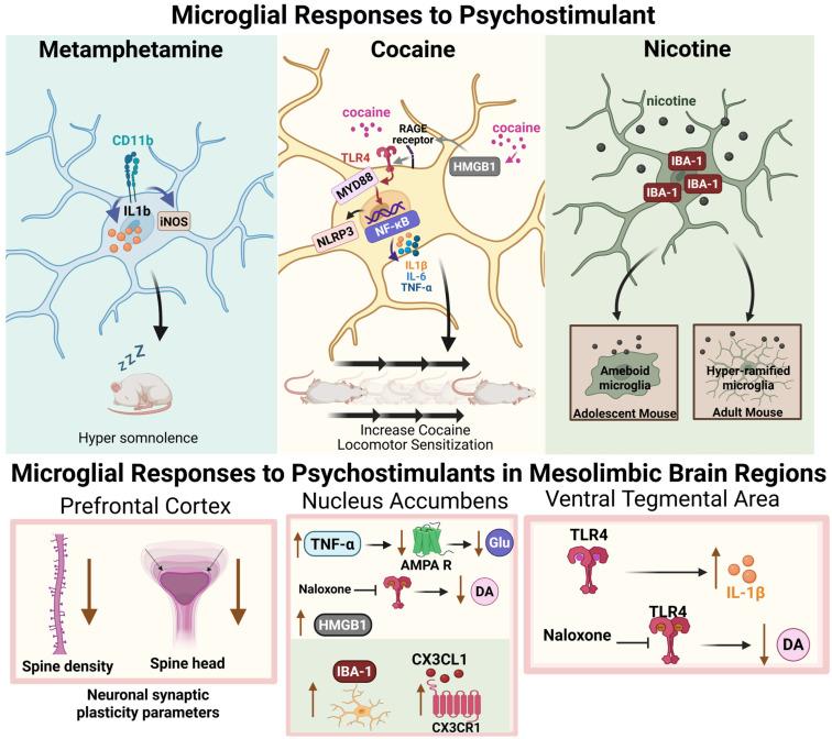 https://cdn.ncbi.nlm.nih.gov/pmc/blobs/e423/12249056/b5ba11fce88a/cells-14-01014-g002.jpg