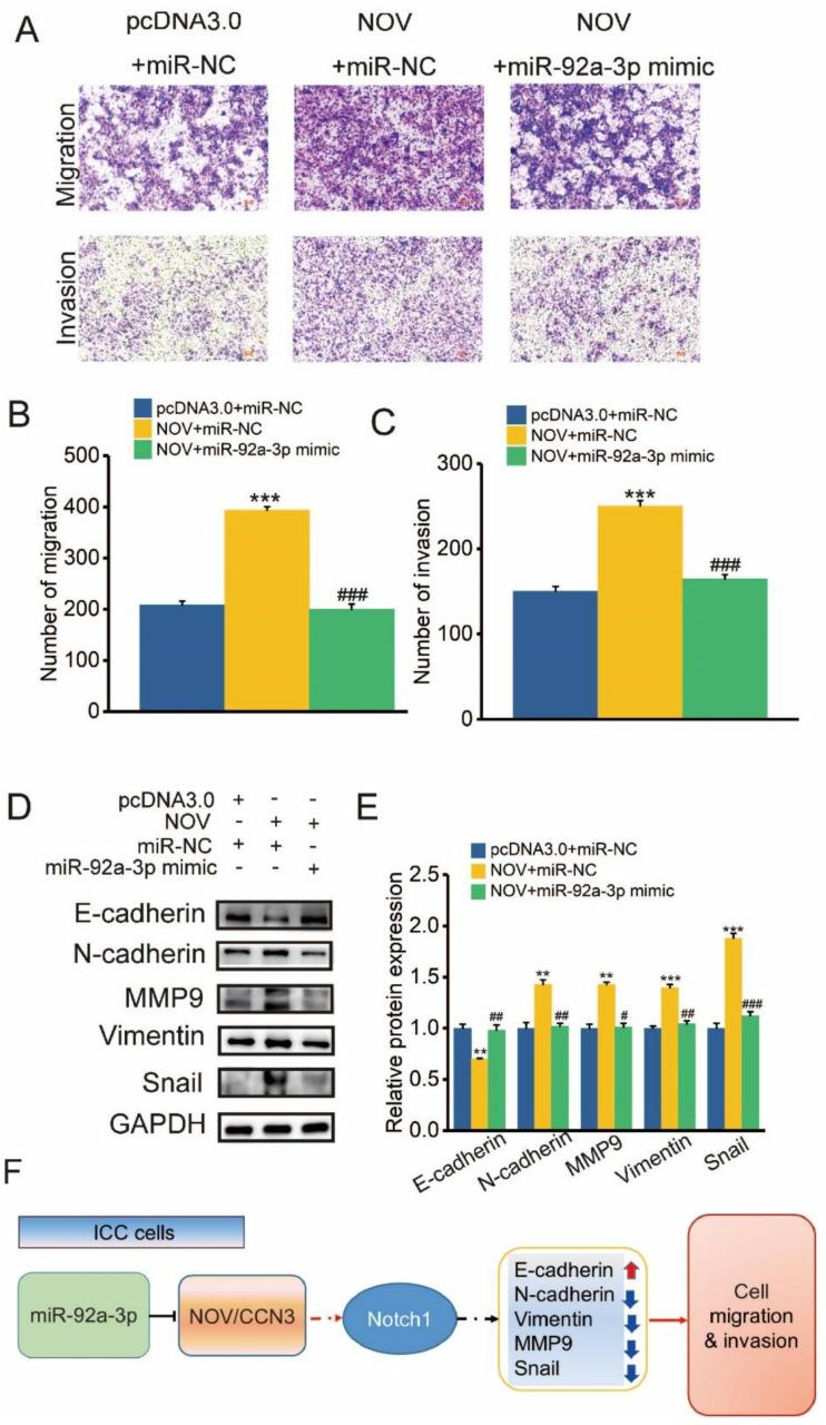 https://cdn.ncbi.nlm.nih.gov/pmc/blobs/e424/8621878/17acb41fde02/genes-12-01659-g009.jpg