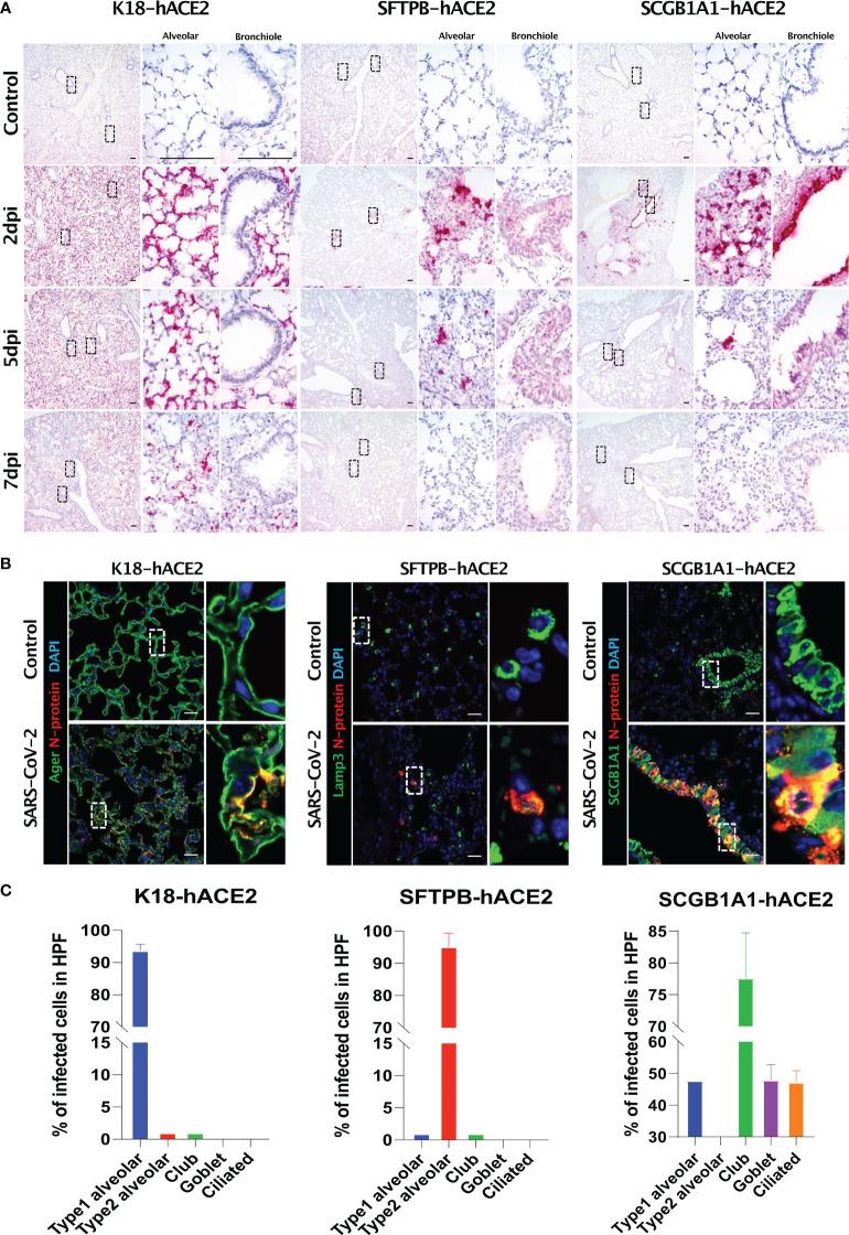 https://cdn.ncbi.nlm.nih.gov/pmc/blobs/e42c/9706212/95307baad44d/fimmu-13-1055811-g004.jpg