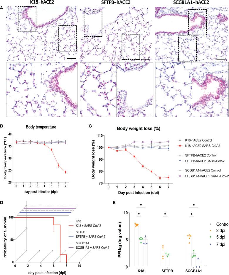 https://cdn.ncbi.nlm.nih.gov/pmc/blobs/e42c/9706212/fd1380a225f1/fimmu-13-1055811-g001.jpg
