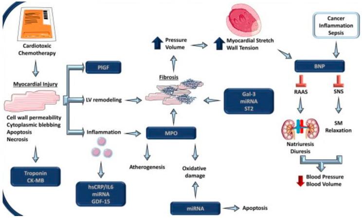 https://cdn.ncbi.nlm.nih.gov/pmc/blobs/e42f/10605822/09b9f1f2379c/cimb-45-00526-g001.jpg