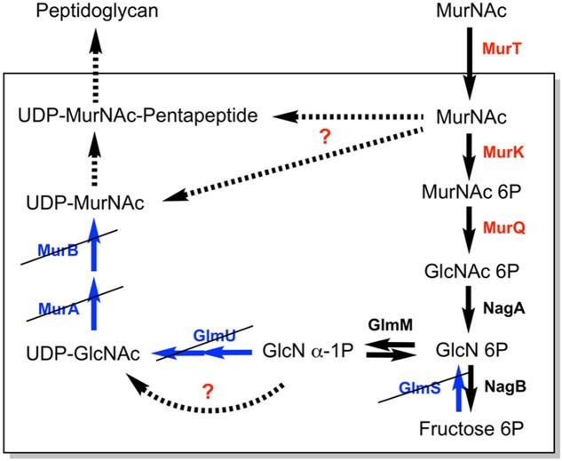 https://cdn.ncbi.nlm.nih.gov/pmc/blobs/e430/5790795/580ea1a87915/fmicb-09-00019-g007.jpg