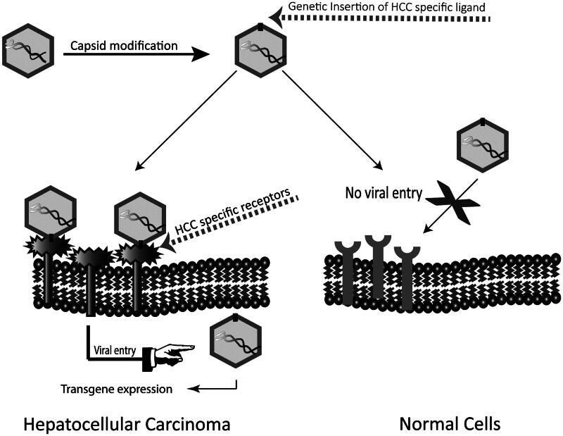 https://cdn.ncbi.nlm.nih.gov/pmc/blobs/e430/8241004/cc804657d37d/IDRD_A_1247926_F0002_B.jpg