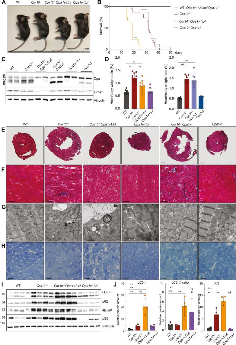 https://cdn.ncbi.nlm.nih.gov/pmc/blobs/e432/11296347/3970d666595d/sciadv.adp0443-f5.jpg