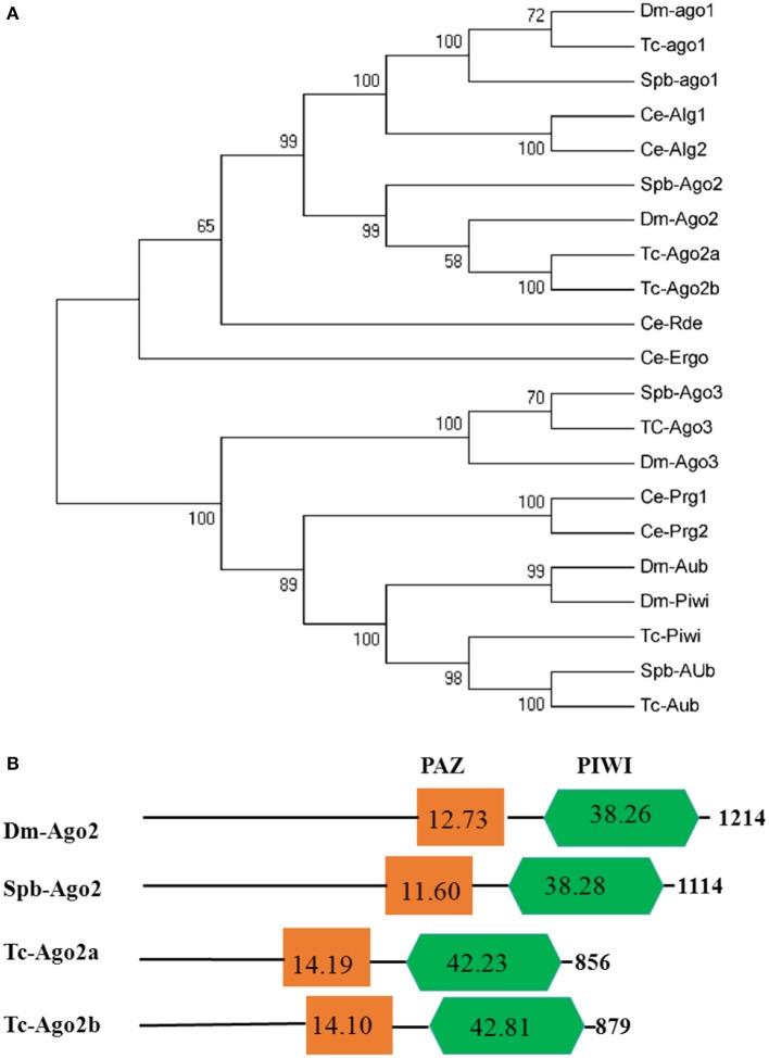 https://cdn.ncbi.nlm.nih.gov/pmc/blobs/e432/5943558/e008e51bdfed/fphys-09-00383-g0005.jpg