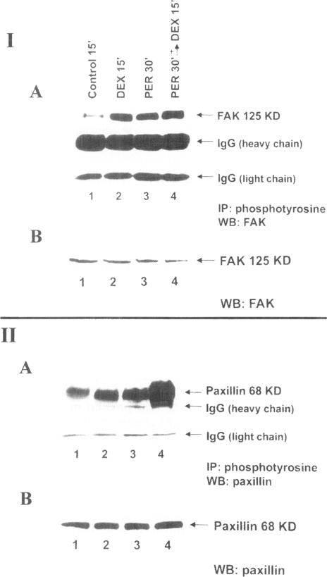 https://cdn.ncbi.nlm.nih.gov/pmc/blobs/e434/2230481/c6af36ff1bba/molmed00011-0034-a.jpg