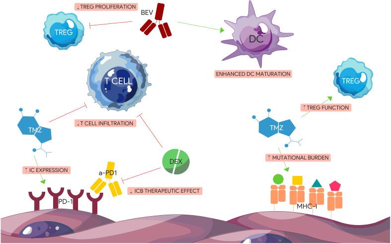 https://cdn.ncbi.nlm.nih.gov/pmc/blobs/e435/11427296/4998dd4c12ad/fimmu-15-1424396-g003.jpg