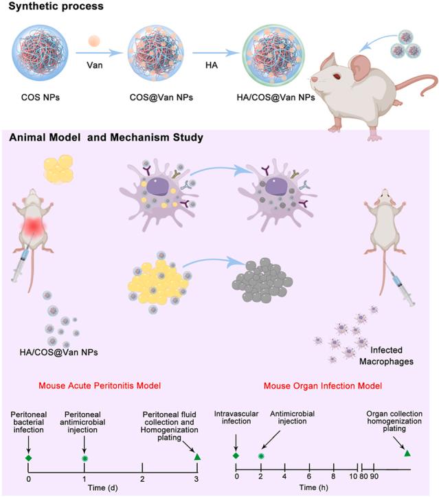 https://cdn.ncbi.nlm.nih.gov/pmc/blobs/e439/12018565/c6fc7e5afe2e/ga1.jpg