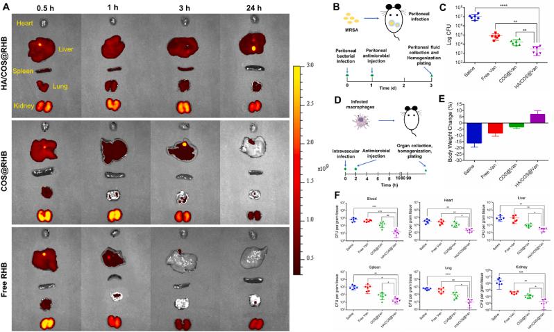 https://cdn.ncbi.nlm.nih.gov/pmc/blobs/e439/12018565/cecd3bfe0f98/gr6.jpg