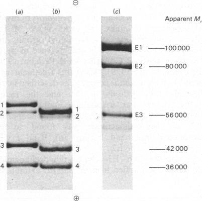 https://cdn.ncbi.nlm.nih.gov/pmc/blobs/e43a/1154380/7517c09d519f/biochemj00353-0193-a.jpg
