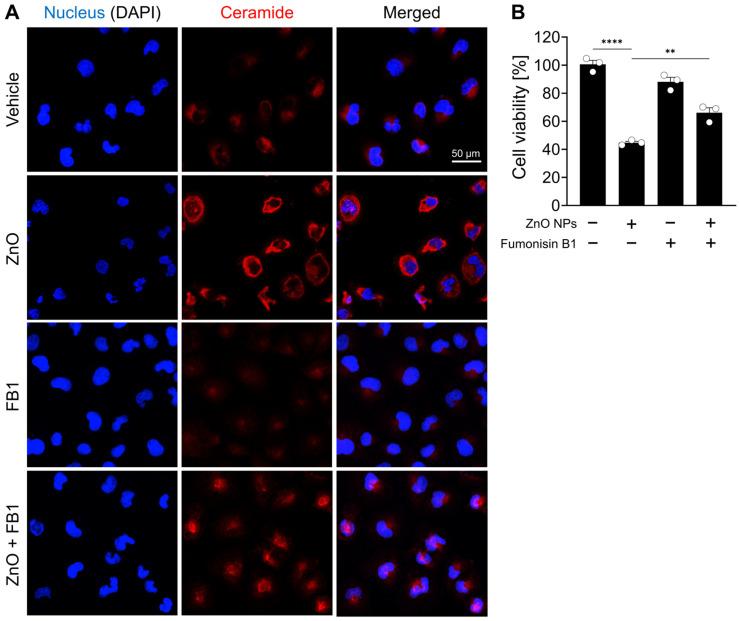 https://cdn.ncbi.nlm.nih.gov/pmc/blobs/e43f/11050686/2c991eaa1cd7/ijms-25-04285-g004.jpg