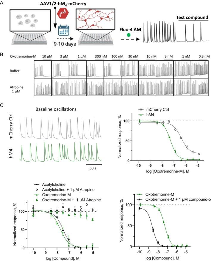 https://cdn.ncbi.nlm.nih.gov/pmc/blobs/e441/12086361/36f430ea9929/PRP2-13-e70123-g007.jpg