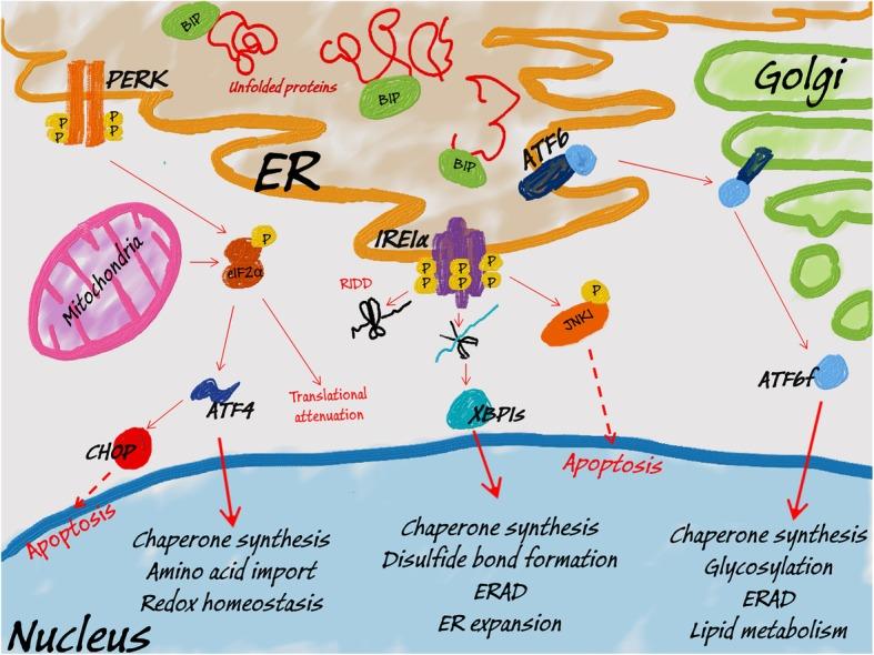 https://cdn.ncbi.nlm.nih.gov/pmc/blobs/e441/7071609/15e28ad44db4/11658_2020_212_Fig2_HTML.jpg