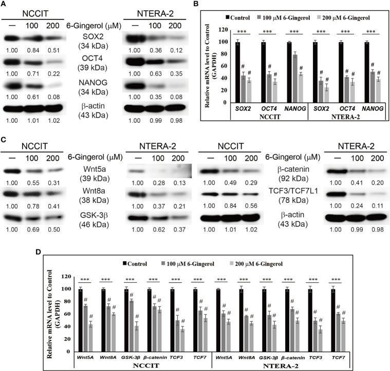 https://cdn.ncbi.nlm.nih.gov/pmc/blobs/e442/8595921/15f0495bd333/fonc-11-781720-g001.jpg