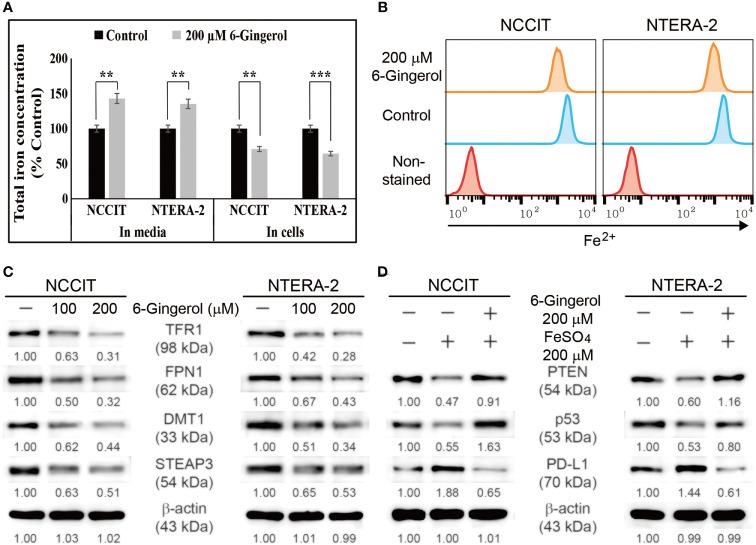 https://cdn.ncbi.nlm.nih.gov/pmc/blobs/e442/8595921/3f984869f2d2/fonc-11-781720-g005.jpg