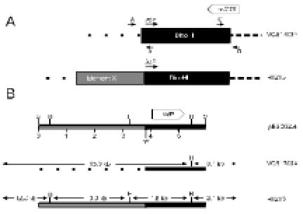 https://cdn.ncbi.nlm.nih.gov/pmc/blobs/e443/2593044/d4263159a024/TOMICROJ-2-1_F5.jpg