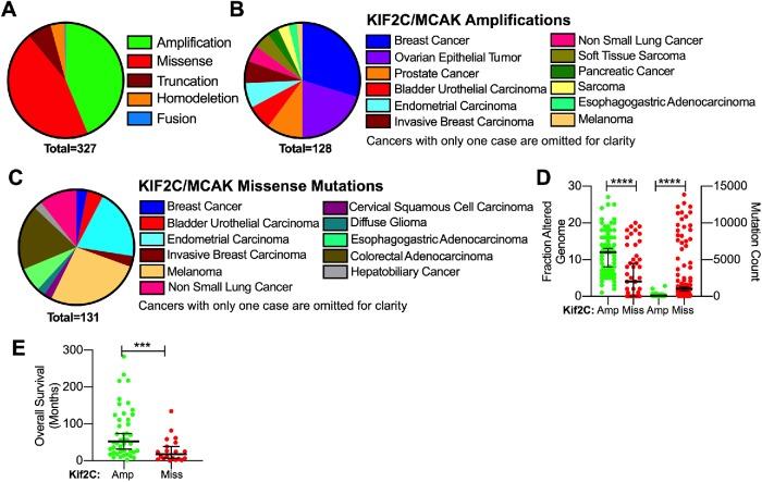 https://cdn.ncbi.nlm.nih.gov/pmc/blobs/e44c/7202071/5df525578143/mbc-31-580-g003.jpg
