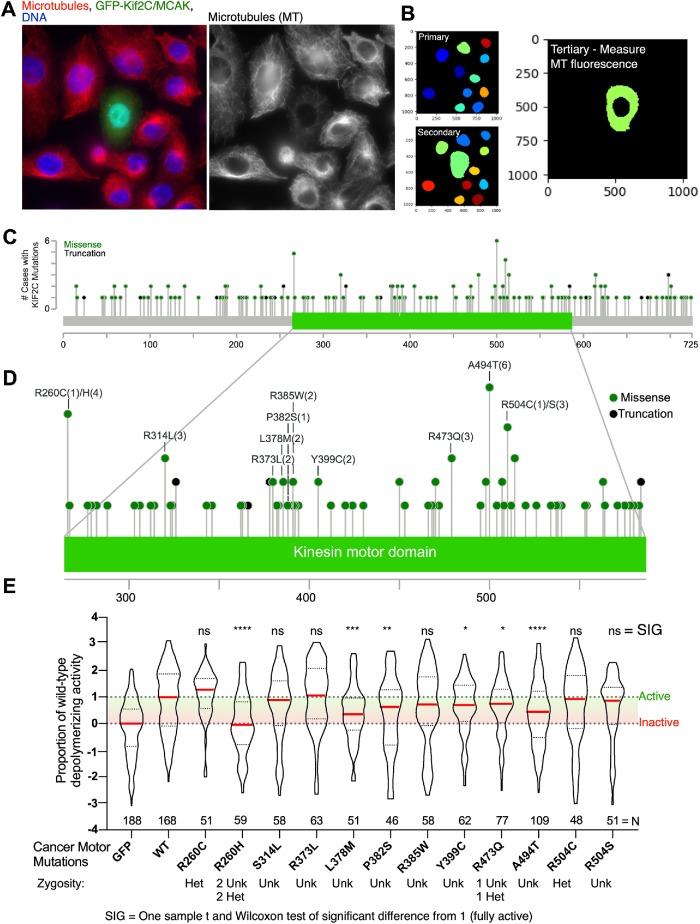 https://cdn.ncbi.nlm.nih.gov/pmc/blobs/e44c/7202071/9eb8354106ac/mbc-31-580-g004.jpg