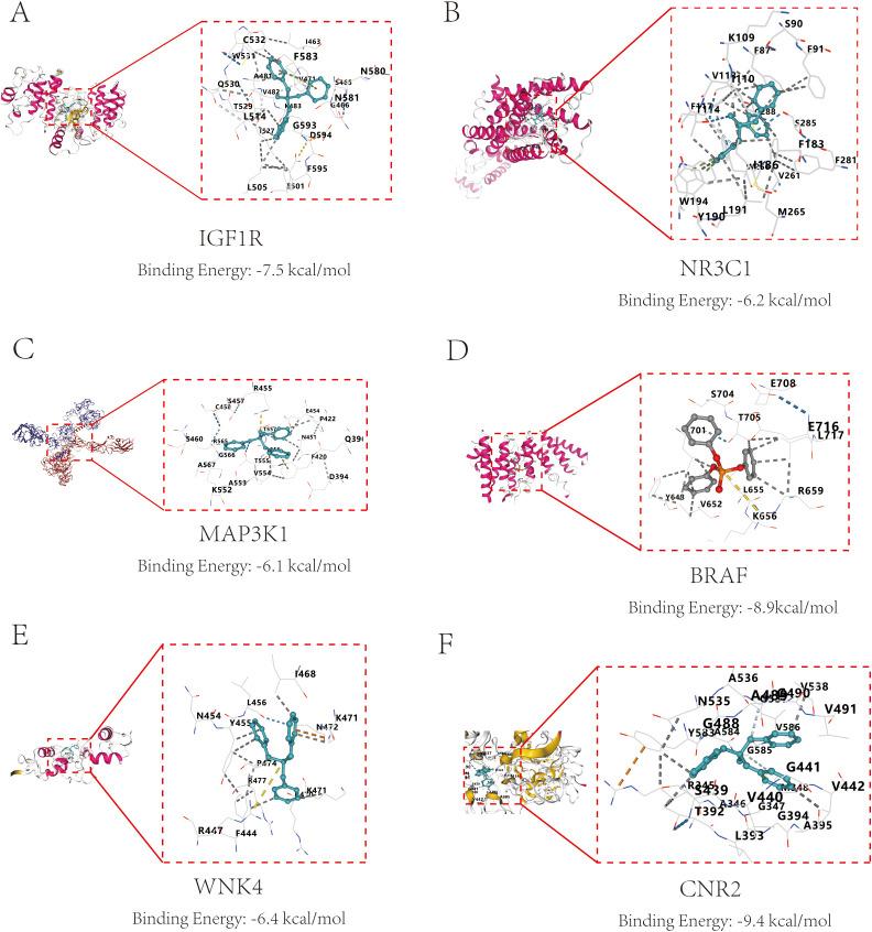 https://cdn.ncbi.nlm.nih.gov/pmc/blobs/e455/12277137/37528154384c/fendo-16-1606877-g005.jpg