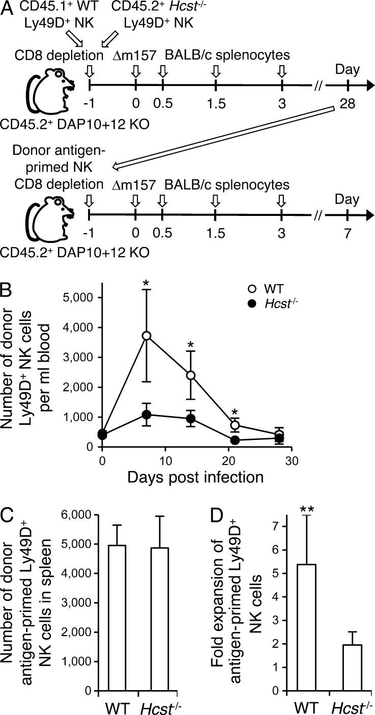 https://cdn.ncbi.nlm.nih.gov/pmc/blobs/e455/4235640/780d1c4fa595/JEM_20140798_Fig3.jpg