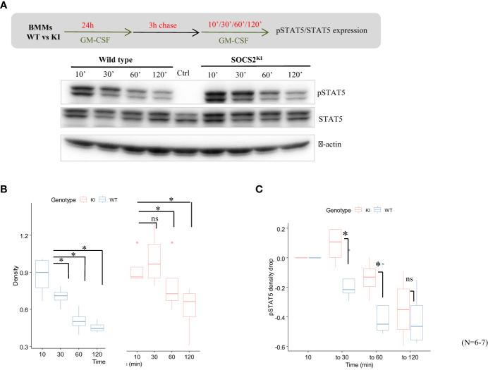https://cdn.ncbi.nlm.nih.gov/pmc/blobs/e459/11341364/a0b4747cb143/fimmu-15-1397330-g003.jpg