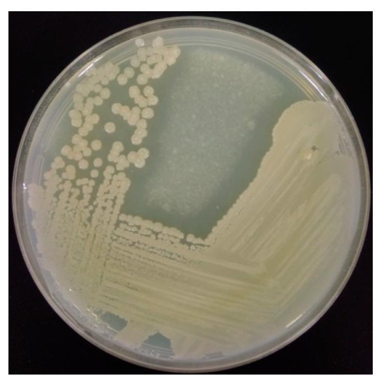 https://cdn.ncbi.nlm.nih.gov/pmc/blobs/e459/8471714/a96e0f7d5615/polymers-13-03048-g001.jpg
