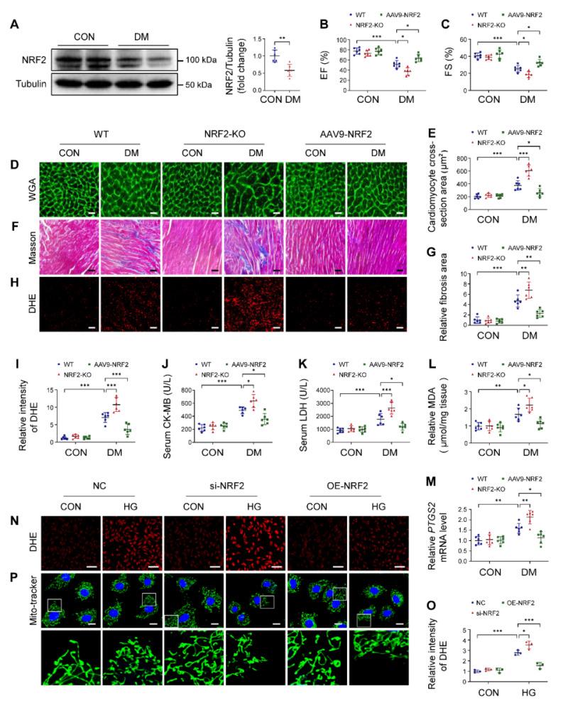https://cdn.ncbi.nlm.nih.gov/pmc/blobs/e45a/12036865/07b24ec4da24/thnov15p4989g005.jpg