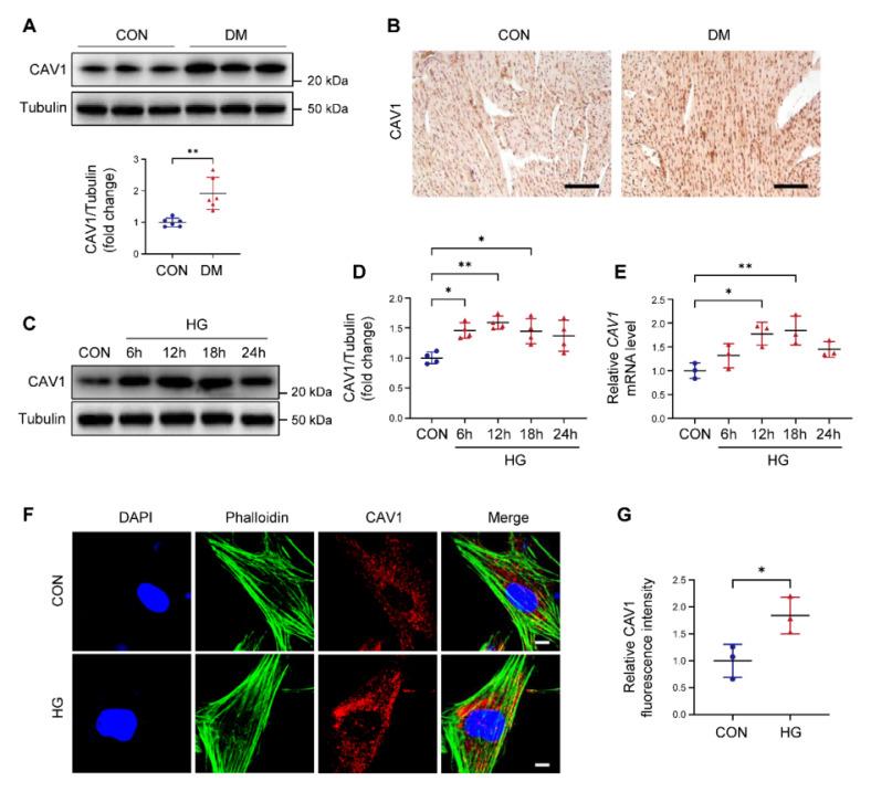 https://cdn.ncbi.nlm.nih.gov/pmc/blobs/e45a/12036865/61bdf49d5282/thnov15p4989g001.jpg