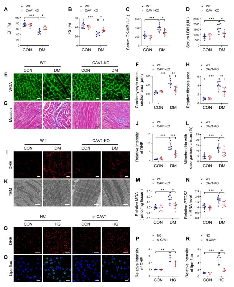 https://cdn.ncbi.nlm.nih.gov/pmc/blobs/e45a/12036865/968e68b02979/thnov15p4989g002.jpg