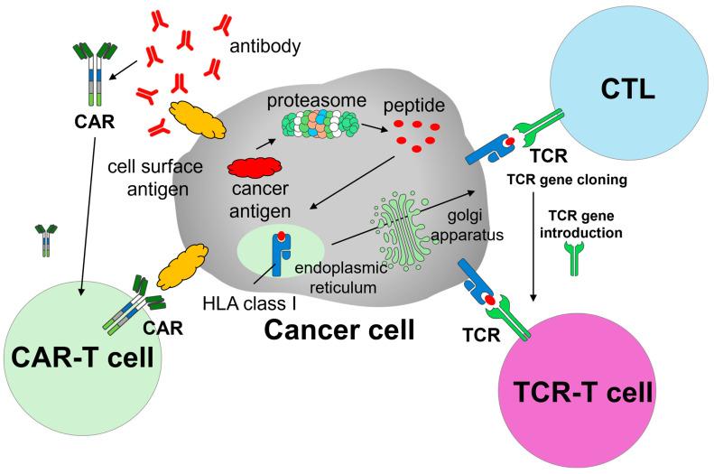 https://cdn.ncbi.nlm.nih.gov/pmc/blobs/e45b/12191048/14fd26f8af8b/cancers-17-01945-g001.jpg