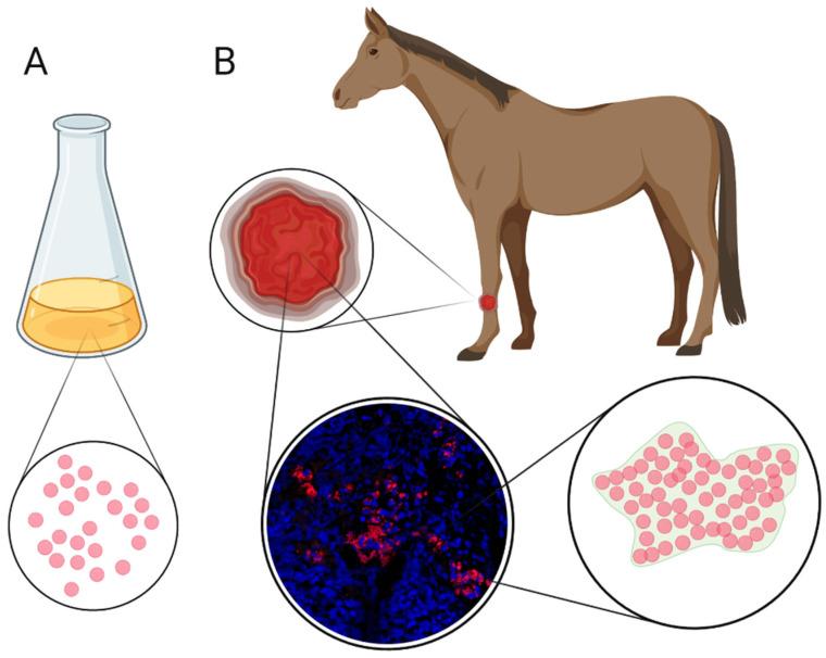 https://cdn.ncbi.nlm.nih.gov/pmc/blobs/e45c/8532864/4274cffe2264/animals-11-02825-g001.jpg